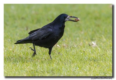 Roek - Rook
