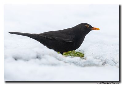 Merel - Blackbird