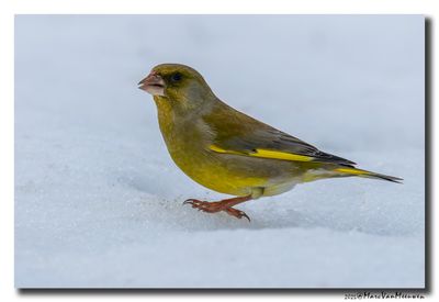 Groenling - Greenfinch