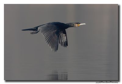 Aalscholver - Great Cormorant