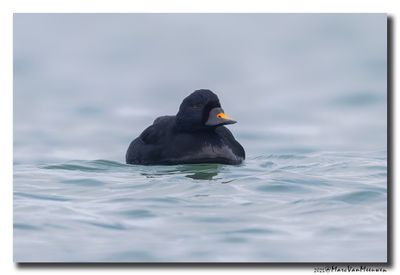 Zwarte Zee-eend - Common Scoter