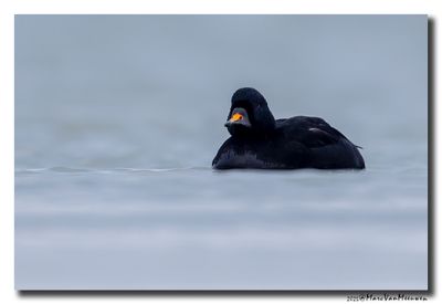 Zwarte Zee-eend - Common Scoter