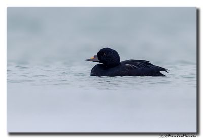 Zwarte Zee-eend - Common Scoter