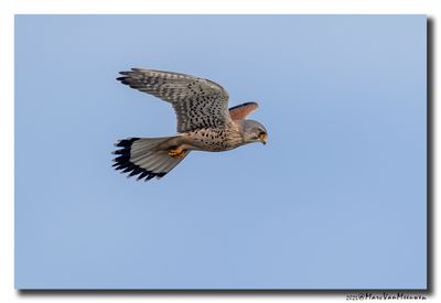 Torenvalk - Kestrel