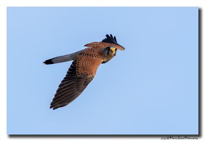 Torenvalk - Kestrel