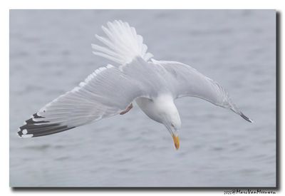 Zilvermeeuw - Herring Gull