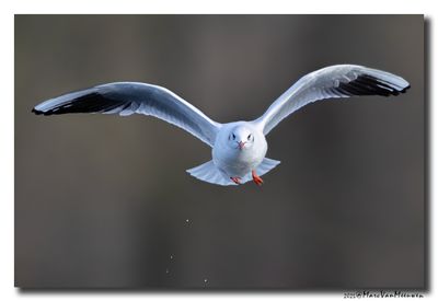 Kokmeeuw - Black-headed Gull
