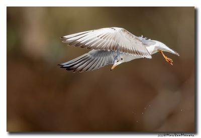 Kokmeeuw - Black-headed Gull
