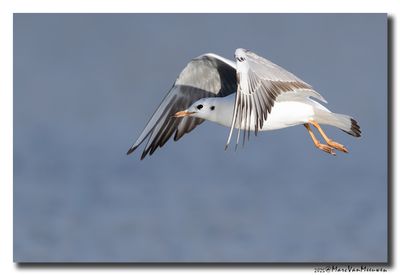 Kokmeeuw - Black-headed Gull