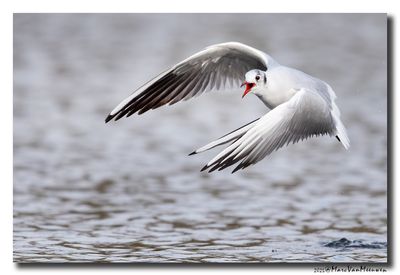 Kokmeeuw - Black-headed Gull