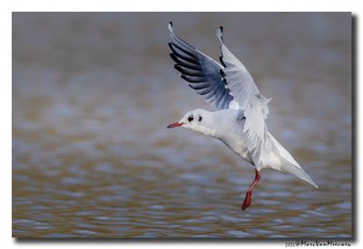 Kokmeeuw - Black-headed Gull