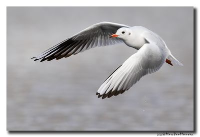 Kokmeeuw - Black-headed Gull