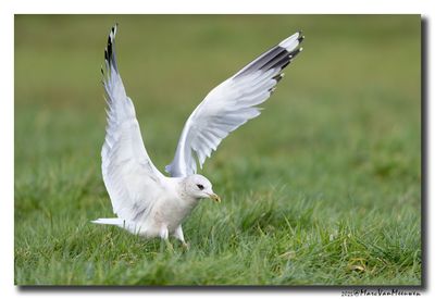 Stormmeeuw - Mew Gull 
