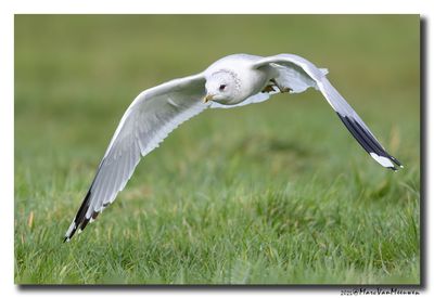 Stormmeeuw - Mew Gull 