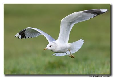 Stormmeeuw - Mew Gull 