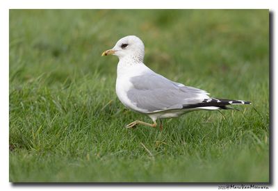 Stormmeeuw - Mew Gull 