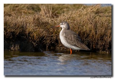Zwarte Ruiter - Spotted Redshank
