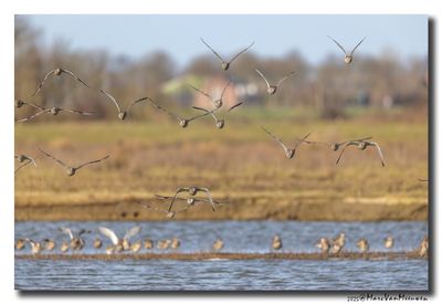 Wulp - Curlew 