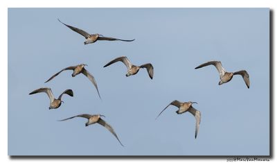 Wulp - Curlew 