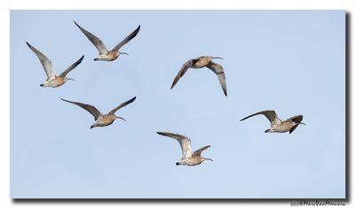 Wulp - Curlew 