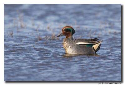 Wintertaling - Eurasian Teal
