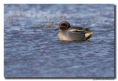 Wintertaling - Eurasian Teal
