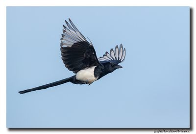 Ekster - Magpie