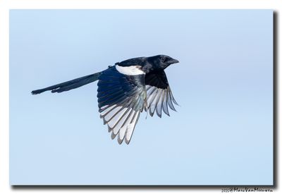 Ekster - Magpie