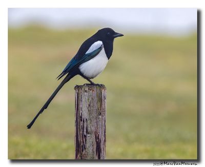 Ekster - Magpie