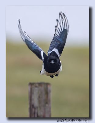 Ekster - Magpie