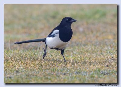 Ekster - Magpie