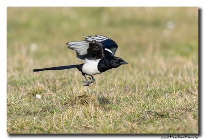Ekster - Magpie