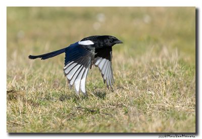 Ekster - Magpie