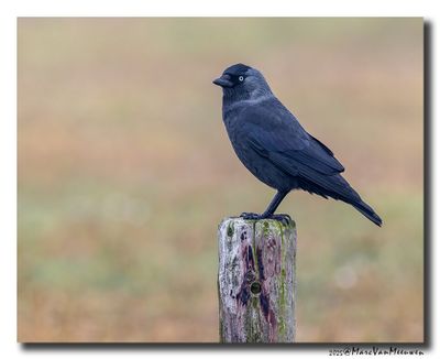 Ekster - Magpie