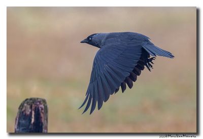 Kauw - Western Jackdaw