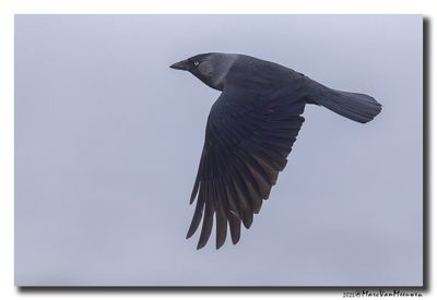 Kauw - Western Jackdaw