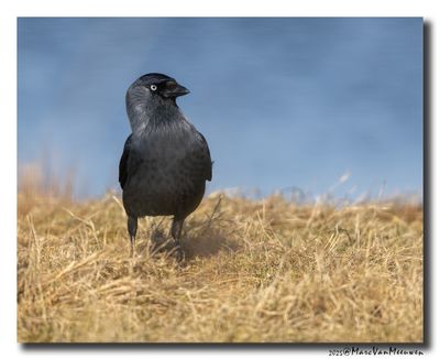 Kauw - Western Jackdaw