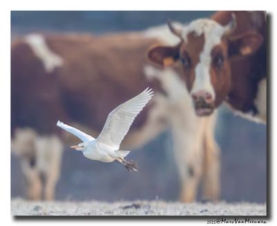 Koereiger - Cattle Egret