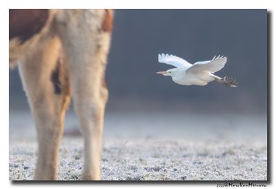 Koereiger - Cattle Egret