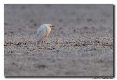 Koereiger - Cattle Egret