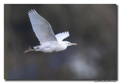 Koereiger - Cattle Egret