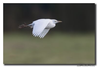 Koereiger - Cattle Egret