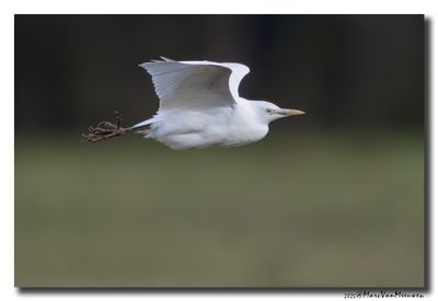 Koereiger - Cattle Egret