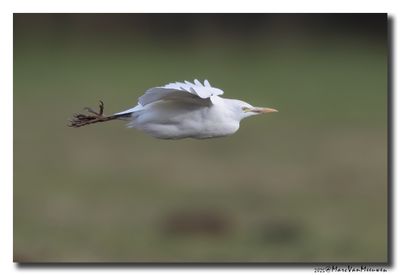 Koereiger - Cattle Egret
