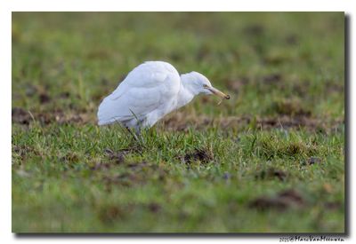 Koereiger - Cattle Egret