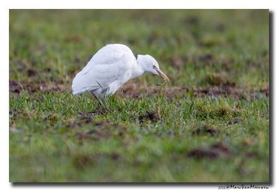 Koereiger - Cattle Egret