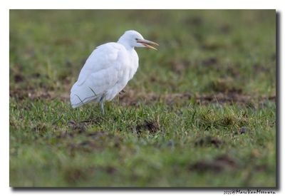 Koereiger - Cattle Egret