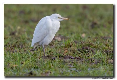 Koereiger - Cattle Egret