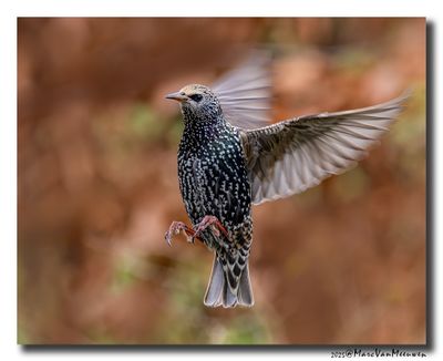 Spreeuw - Starling