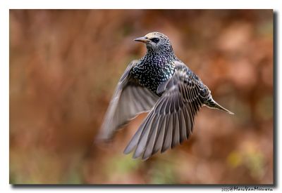 Spreeuw - Starling